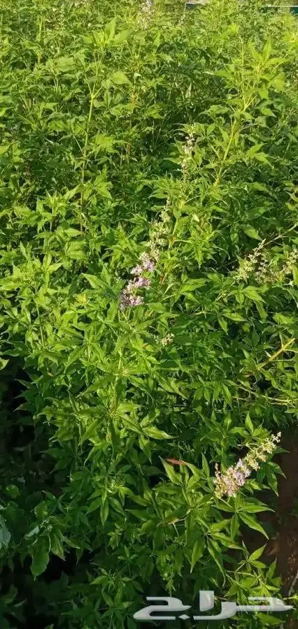 شتلات بسعر مغري 5000 شتله ب ريال و30 هلله 24