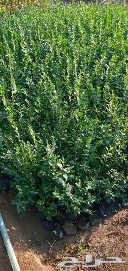 شتلات بسعر مغري 5000 شتله ب ريال و30 هلله 27