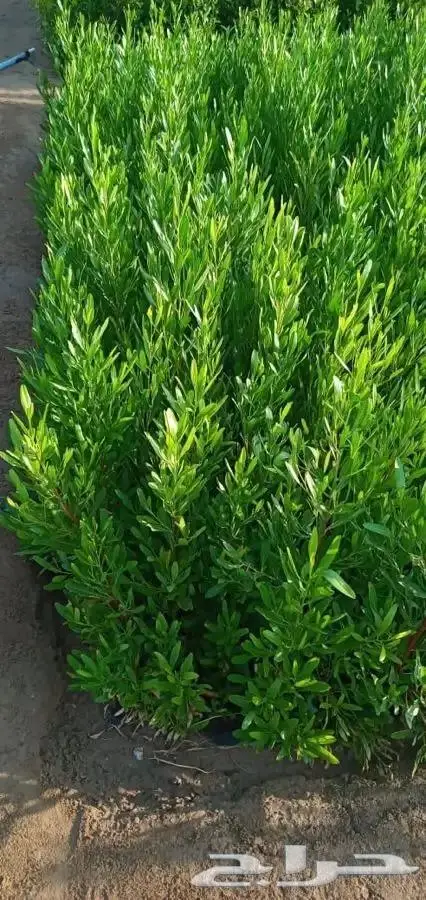 شتلات بسعر مغري 5000 شتله ب ريال و30 هلله 30