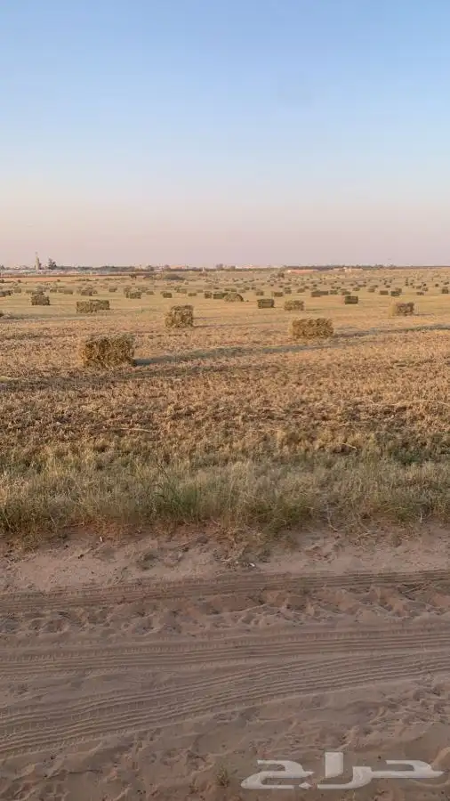 علف بلوبنك 5