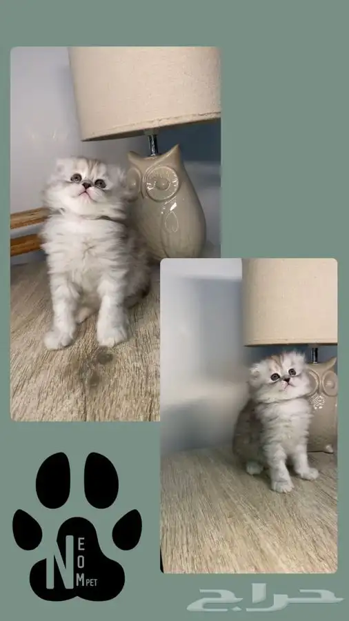 7 قطط صغيره كيتن سكوتش فولد شيرازي هملايا بيرشن هاف بيكي قط 1