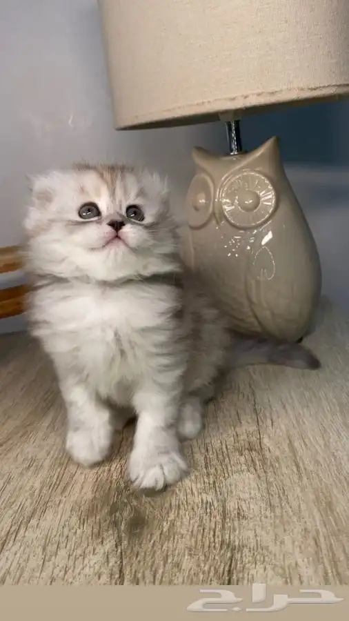 7 قطط صغيره كيتن سكوتش فولد شيرازي هملايا بيرشن هاف بيكي قط 0