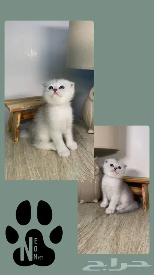 7 قطط صغيره كيتن سكوتش فولد شيرازي هملايا بيرشن هاف بيكي قط 3