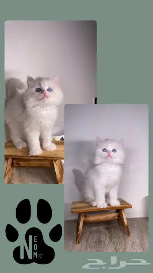 7 قطط صغيره كيتن سكوتش فولد شيرازي هملايا بيرشن هاف بيكي قط 8