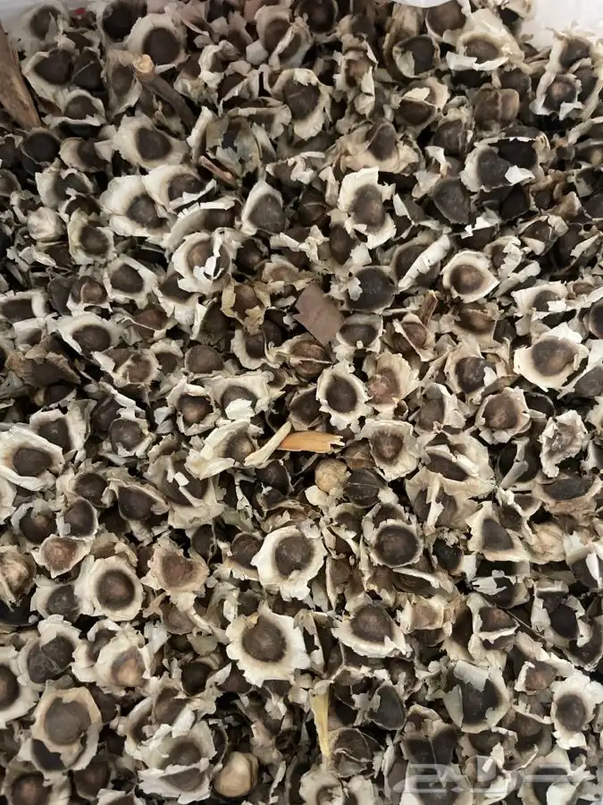 بذور مورنقى الهندي بالكيلو 0