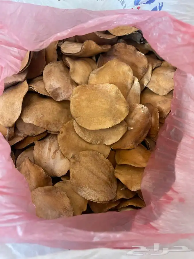 بذور جاك رندا 0