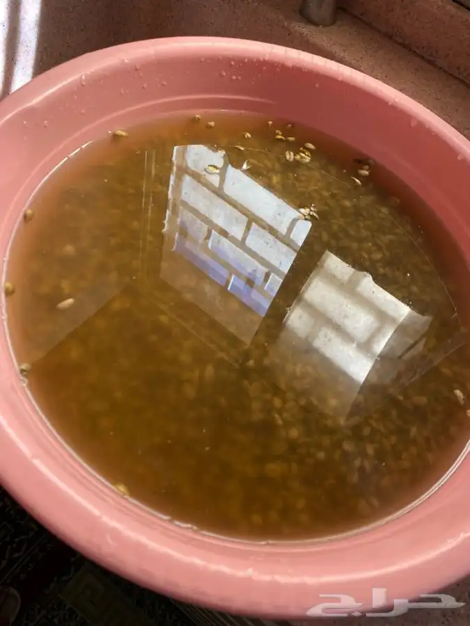 قهوه خيال 19