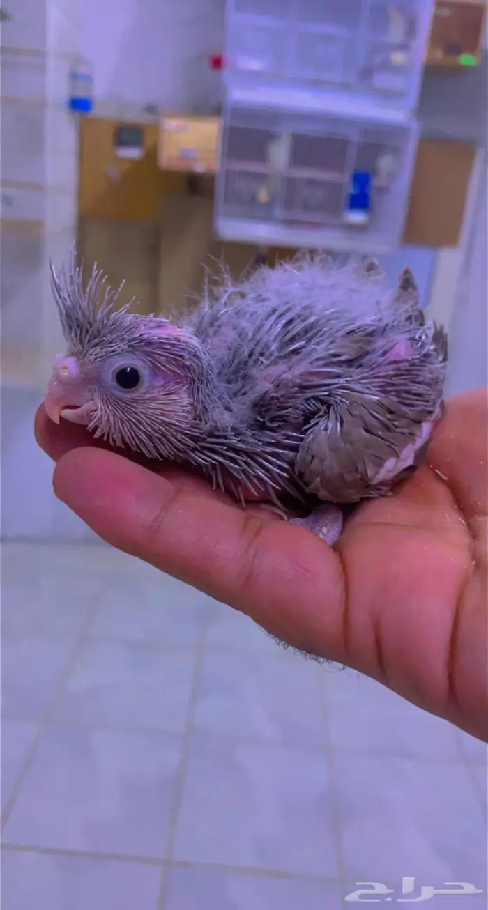 ( تم البيع ) فروخ كروان القريات 1