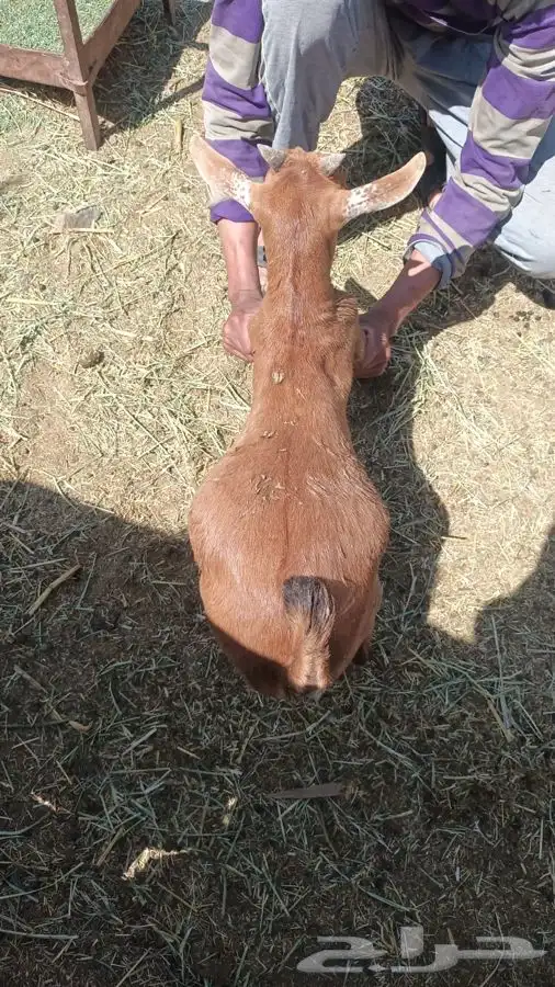 ذبايح مزرعة مرابي عسير تيوس وخرفان 21