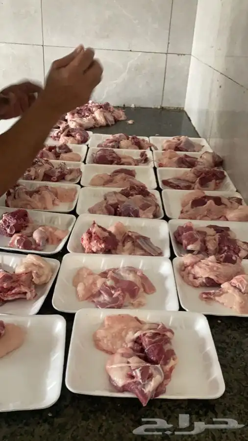 ذبايح مزرعة مرابي عسير تيوس وخرفان 16