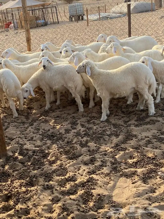 الشميسي طريق الخواجات قبل حوش الجابري يسار 1