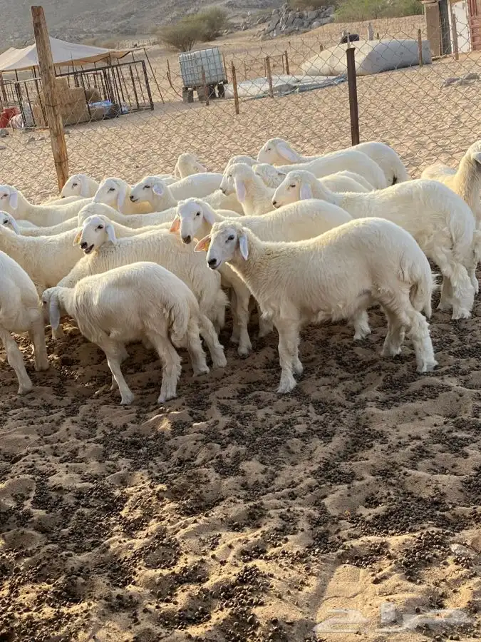 الشميسي طريق الخواجات قبل حوش الجابري يسار 0