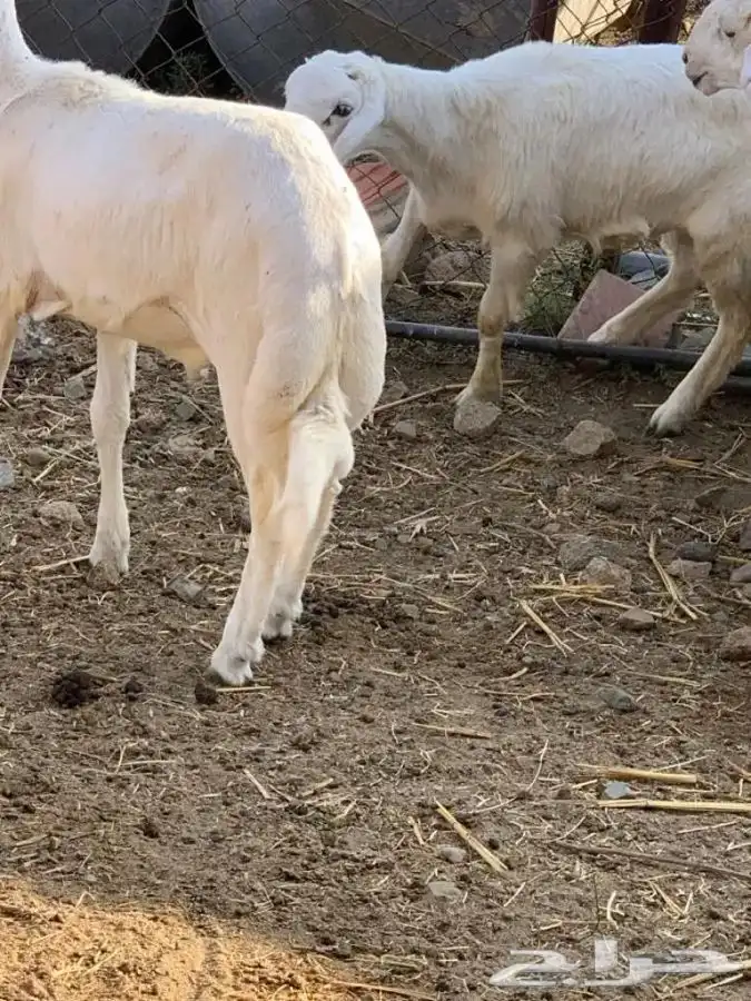ذبايح مزرعة مرابي عسير تيوس وخرفان 2