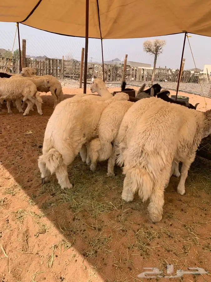 ذبايح ابو فخر يوجد سلخ وتوصيل وتقييم العملاء ورضاهم 46