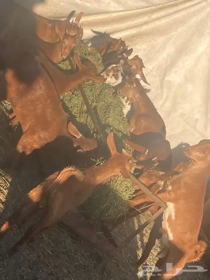ذبايح مزرعة مرابي عسير تيوس وخرفان 23