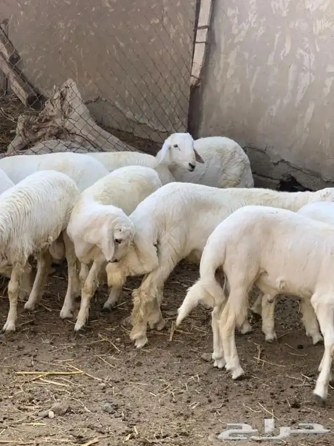 ذبايح مزرعة مرابي عسير تيوس وخرفان 4