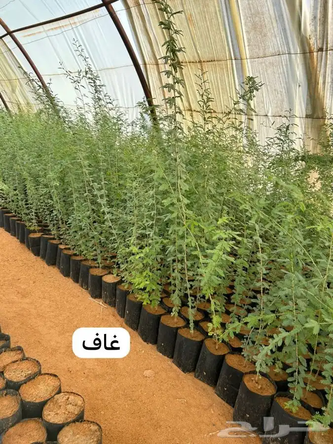 شتلات برية ( حصيد البري) 7
