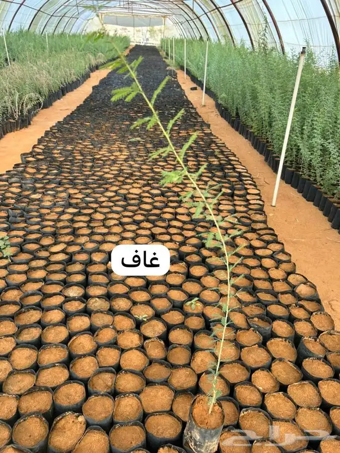 شتلات برية ( حصيد البري) 6