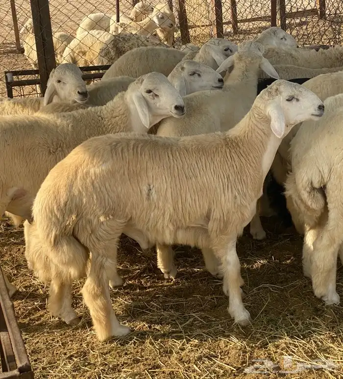 ذبايح حري ذبح توصيل لباب بيتك نضمن الجودة 0