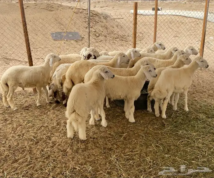 ذبايح حري ذبح توصيل لباب بيتك نضمن الجودة 7