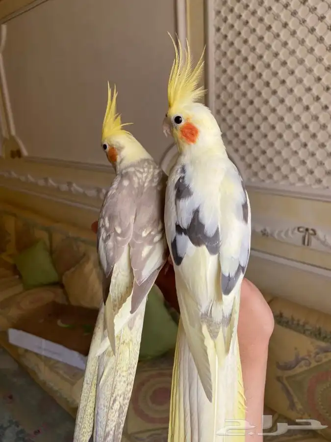 طير كروان اليف 3