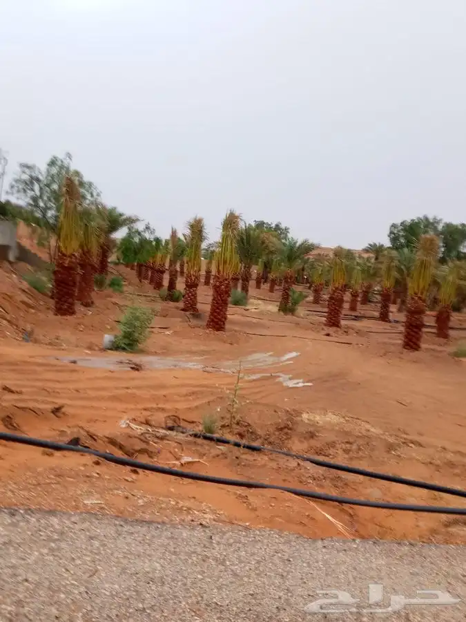 نقايل صقعي ومجدول وسكري 2