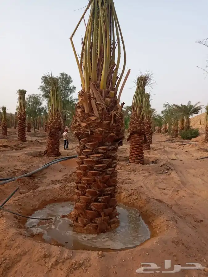 نقايل صقعي ومجدول وسكري 1