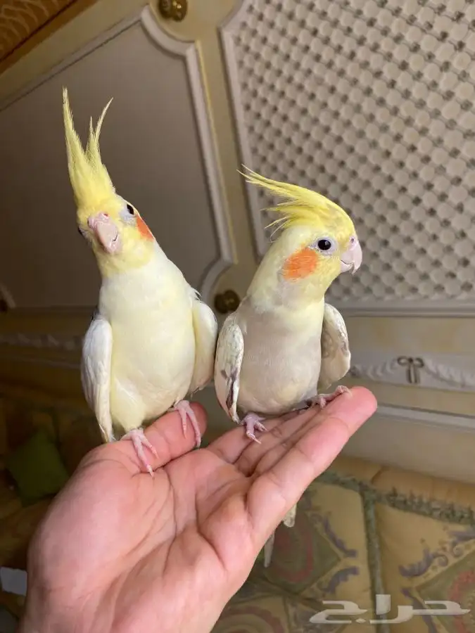 طير كروان اليف 2