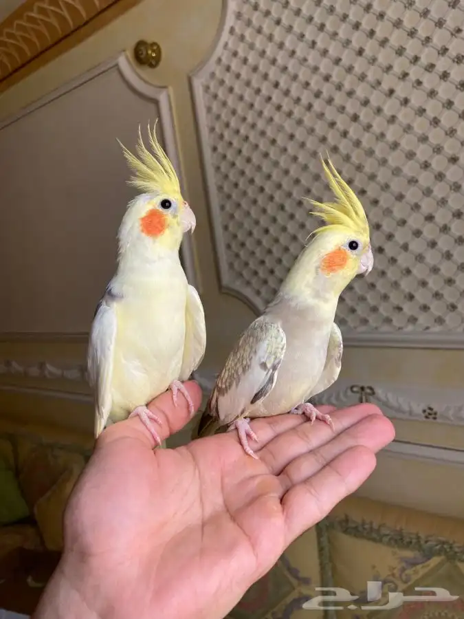 طير كروان اليف 1