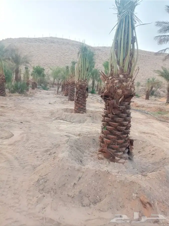 نقايل صقعي ومجدول وسكري 4