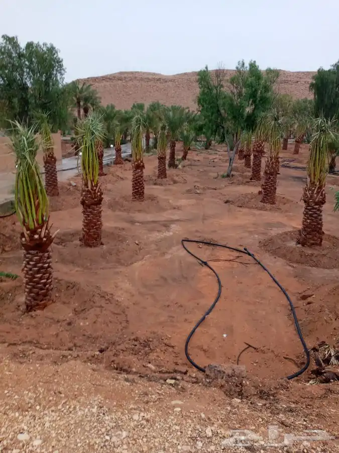 نقايل صقعي ومجدول وسكري 0