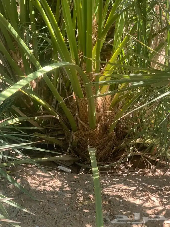 اصناء برنى العيص 0