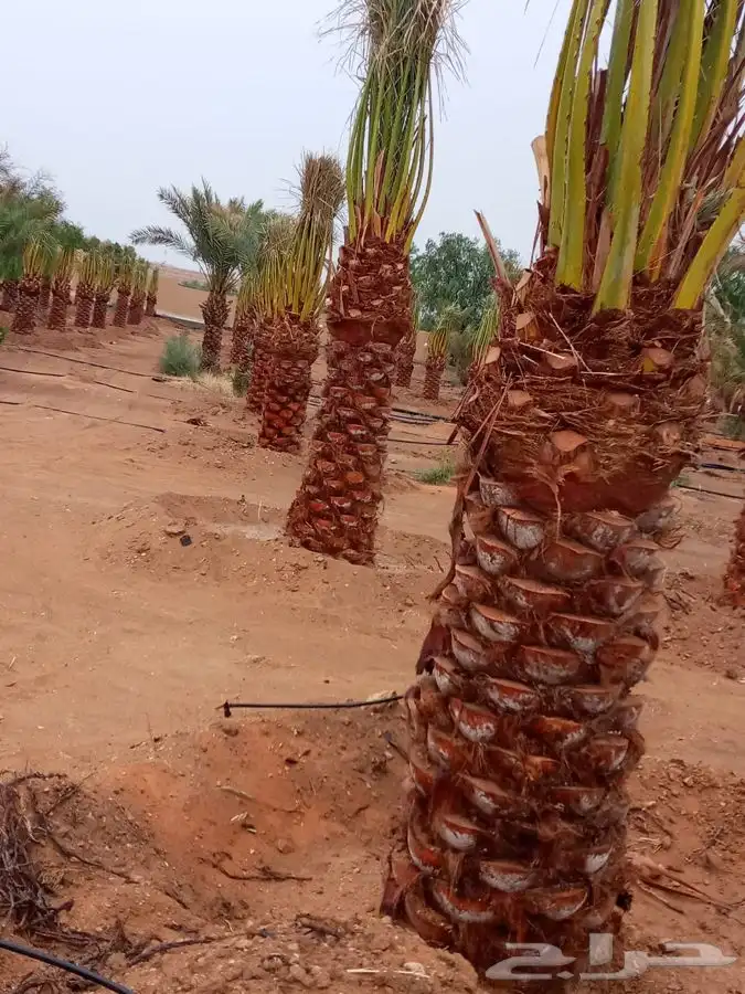 نقايل صقعي ومجدول وسكري 3