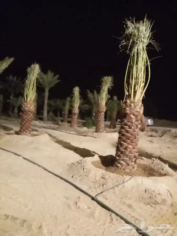 نقايل صقعي ومجدول وسكري 5