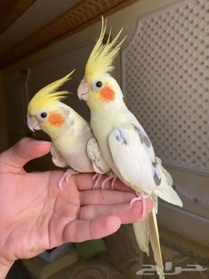 طير كروان اليف 0