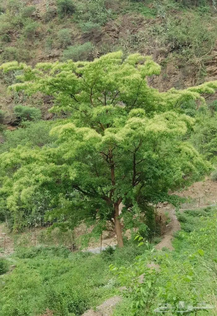 شتلات الثعب او القاع 4