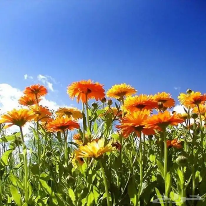 بذور اذريون كلانديولا للبيع 2