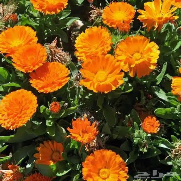 بذور اذريون كلانديولا للبيع 1