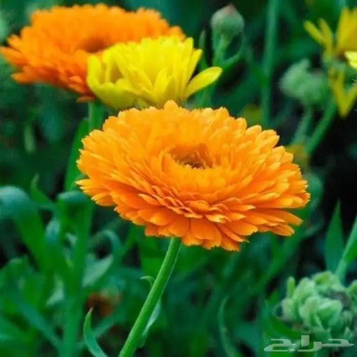 بذور اذريون كلانديولا للبيع 0