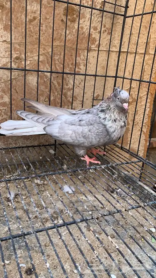 حمام ايراني 7