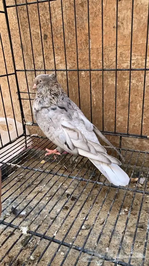 حمام ايراني 8