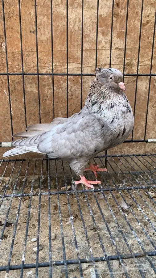 حمام ايراني 1