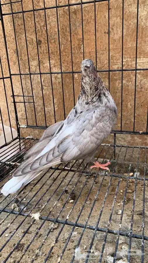 حمام ايراني 3