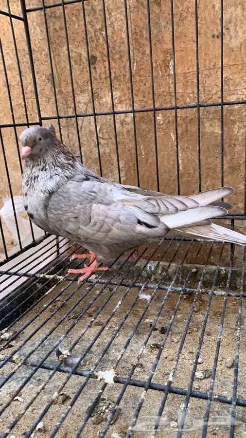 حمام ايراني 10