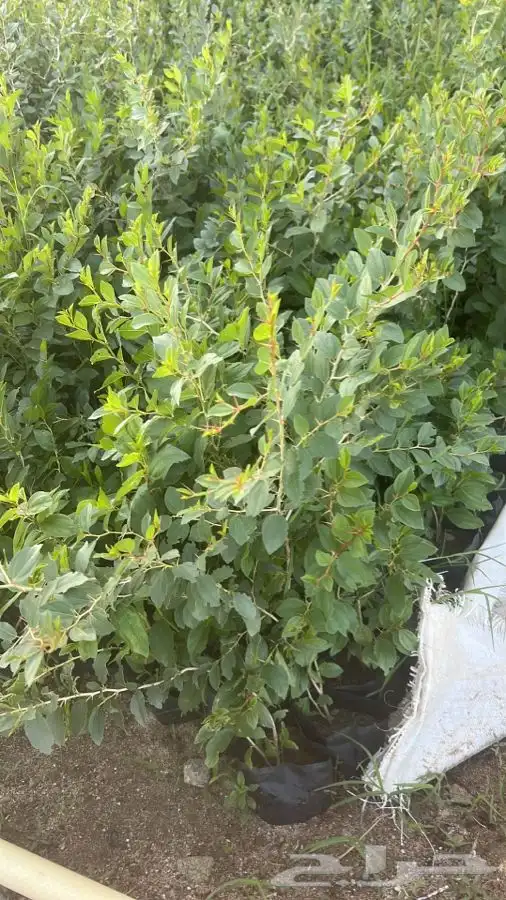 شتلات برية للكميات 2