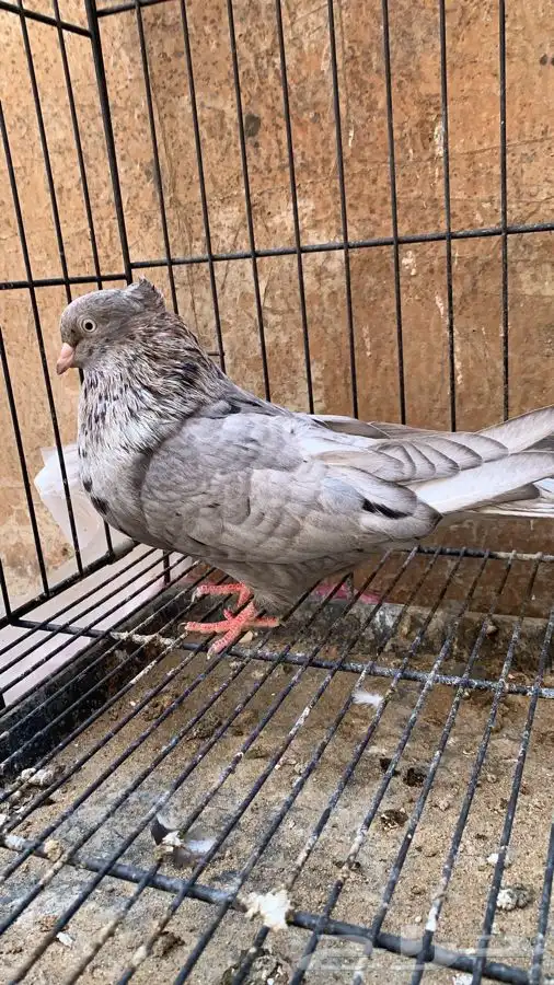 حمام ايراني 0