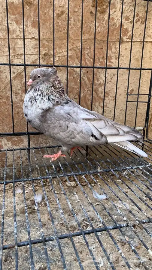 حمام ايراني 4