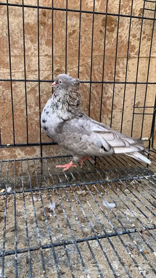 حمام ايراني 9