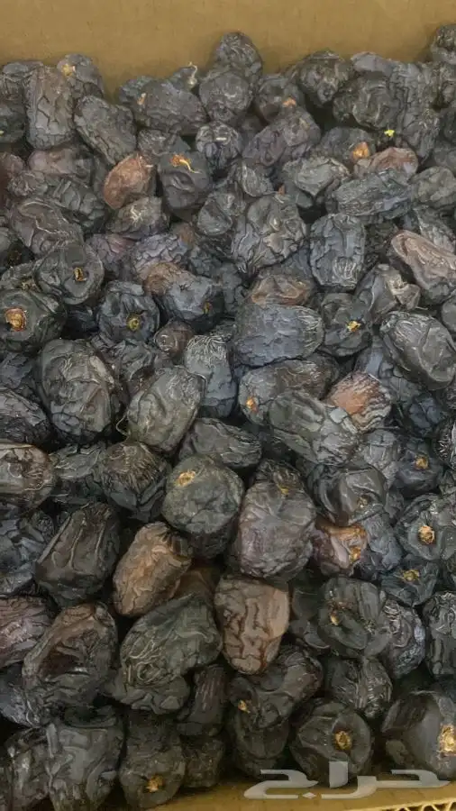 عجوه فاخرره حبه كبيره 26