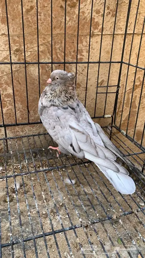 حمام ايراني 5